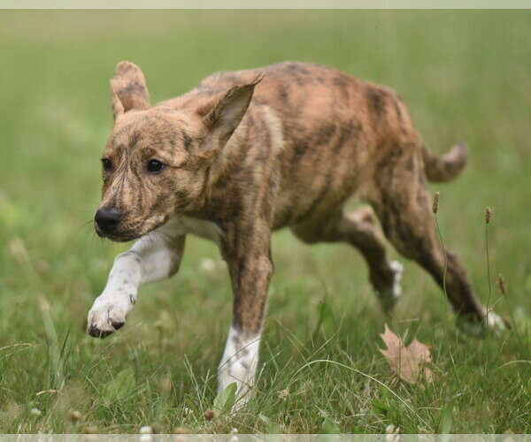 Medium Photo #6 Plott Hound-Unknown Mix Puppy For Sale in Mechanicsburg, PA, USA
