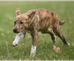 Small #5 Plott Hound Mix