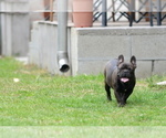 Small #6 French Bulldog