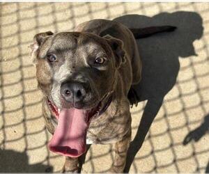 Medium American Pit Bull Terrier Mix