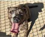 Small American Pit Bull Terrier Mix