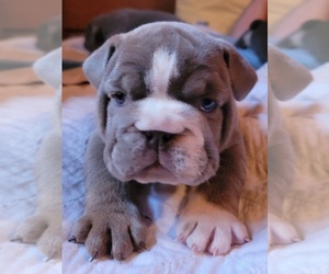 English Bulldog Puppy for Sale in CALLAO, Virginia USA
