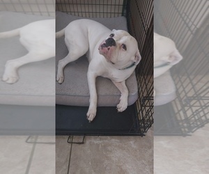 American Bulldog Puppy for sale in ENGLEWOOD, FL, USA