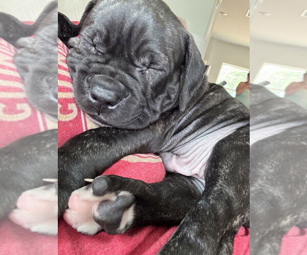Medium Photo #3 Boxer-Unknown Mix Puppy For Sale in Raleigh, NC, USA