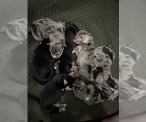 Aussie Siberian Puppy for sale in LADY LAKE, FL, USA