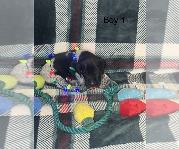 Medium Photo #6 German Shorthaired Pointer Puppy For Sale in BOOMER, NC, USA