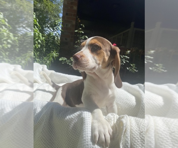 Medium Photo #3 Beagle Puppy For Sale in CONROE, TX, USA