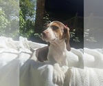 Small #2 Beagle