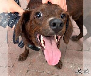 Opie - Male Colonial Cocker Spaniel-Unknown Mix Dog for Adoption - Photo #6