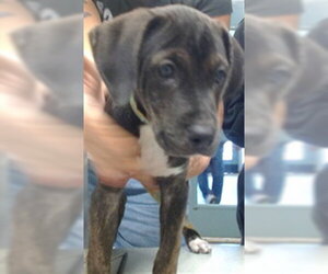 Mutt Dogs for adoption in Oklahoma City, OK, USA