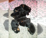 Small Photo #3 Rottweiler Puppy For Sale in JASPER, MO, USA
