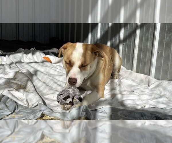 Medium Photo #4 Border Collie-Unknown Mix Puppy For Sale in Monte Vista, CO, USA