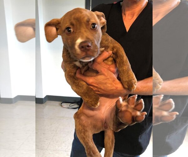 Medium Photo #23 American Staffordshire Terrier-Unknown Mix Puppy For Sale in Spotsylvania, VA, USA