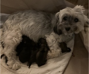 Havanese Puppy for Sale in KODAK, Tennessee USA