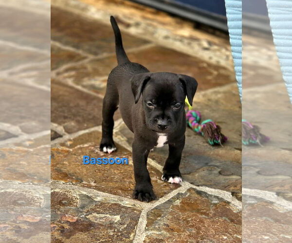 Medium Photo #1 Australian Shepherd-Border Terrier Mix Puppy For Sale in Mission Viejo, CA, USA
