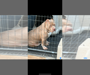 Mother of the American Bully puppies born on 06/29/2025