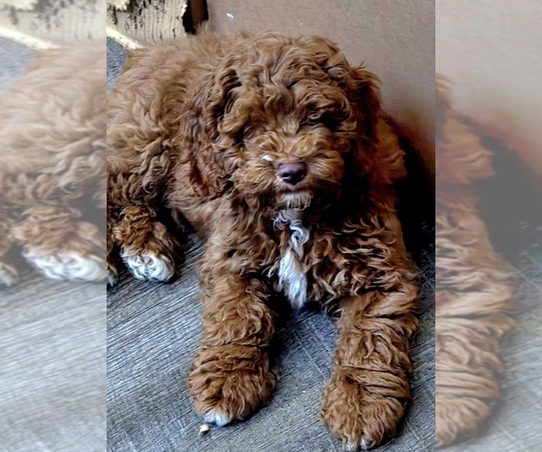 Medium Photo #4 Cock-A-Poo Puppy For Sale in FOLSOM, CA, USA