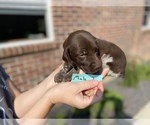 Small Photo #4 German Shorthaired Pointer Puppy For Sale in BATESVILLE, IN, USA