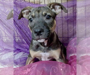 American Pit Bull Terrier-Labrador Retriever Mix Dogs for adoption in Brewster, NY, USA