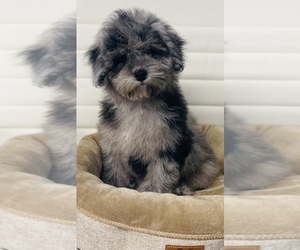 Goldendoodle-Poodle (Toy) Mix Puppy for sale in CINCINNATI, OH, USA