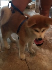 Akita Puppy for sale in KATY, TX, USA
