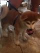 Small Photo #1 Akita Puppy For Sale in KATY, TX, USA
