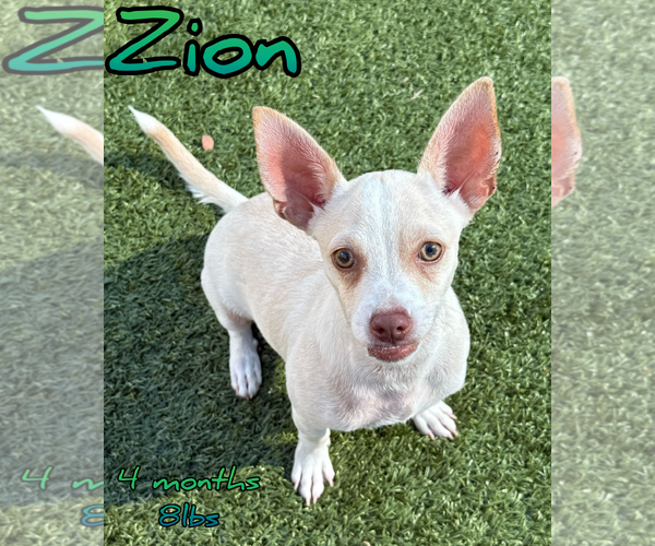 Medium Photo #1 Chihuahua-Unknown Mix Puppy For Sale in Woodbury, NY, USA