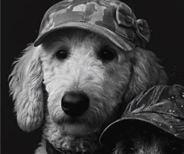 Medium Photo #1 Goldendoodle Puppy For Sale in NORTH AUGUSTA, SC, USA