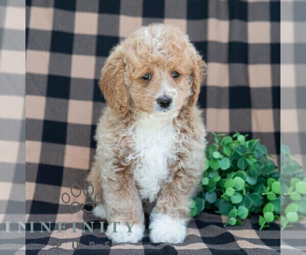 Medium Photo #3 Poodle (Miniature) Puppy For Sale in DORNSIFE, PA, USA
