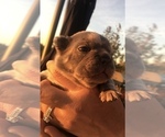 Small Photo #24 French Bulldog Puppy For Sale in PLACERVILLE, CA, USA