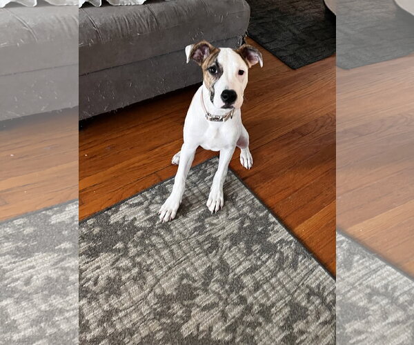 Medium Photo #6 American Pit Bull Terrier-Great Dane Mix Puppy For Sale in Fenton, MO, USA