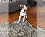 Small #5 American Pit Bull Terrier-Great Dane Mix