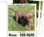 Puppy Nessa Labrador Retriever