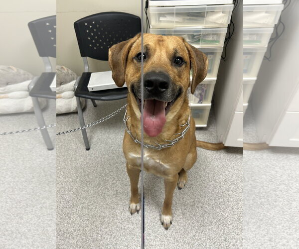Medium Photo #2 Pyrenees Ridgeback Puppy For Sale in Lancaster, PA, USA