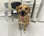 Small #1 Pyrenees Ridgeback