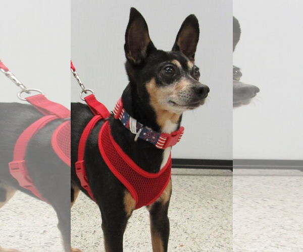 Medium Photo #3 Chihuahua Puppy For Sale in Conroe, TX, USA