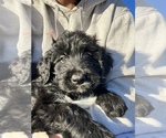 Small Photo #3 Aussiedoodle Puppy For Sale in ELIZABETHTON, TN, USA