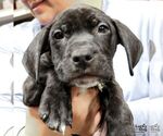 Small #4 Labrador Retriever Mix