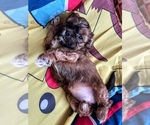 Small Photo #13 ShihPoo Puppy For Sale in ANDERSON, SC, USA