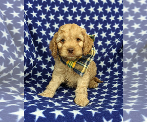 Cocker Spaniel-Poodle (Miniature) Mix Puppy for sale in LINCOLN UNIVERSITY, PA, USA