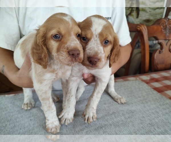 Medium Photo #1 Brittany Puppy For Sale in FORT MC COY, FL, USA