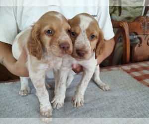 Brittany Puppy for sale in FORT MC COY, FL, USA