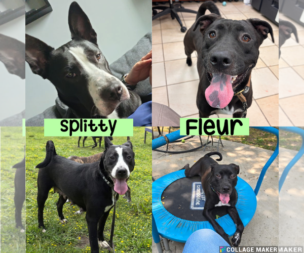 Medium Photo #1 Mutt Puppy For Sale in Virginia Beach, VA, USA