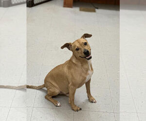 Mutt Dogs for adoption in Low Moor, VA, USA