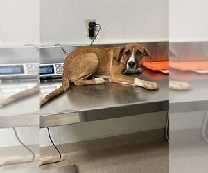 Mutt Dogs for adoption in Bakersfield, CA, USA