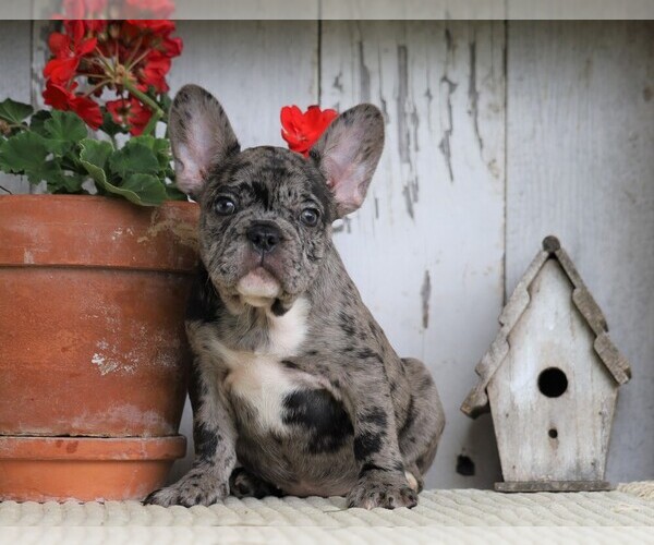 Medium Photo #1 French Bulldog Puppy For Sale in FREDERICKSBG, OH, USA