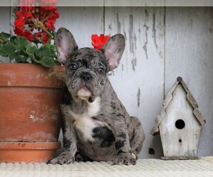 French Bulldog Puppy for sale in FREDERICKSBG, OH, USA