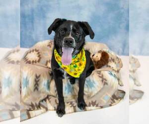 Korra - Female Labrador Retriever-Unknown Mix Dog for Adoption - Photo #6