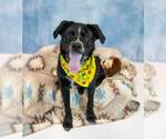 Small Photo #6 Labrador Retriever-Unknown Mix Puppy For Sale in Kennesaw, GA, USA