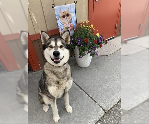 Medium Photo #1 Alusky Puppy For Sale in Fairbanks, AK, USA